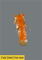 藏品(瓷蟹幼體)的圖片